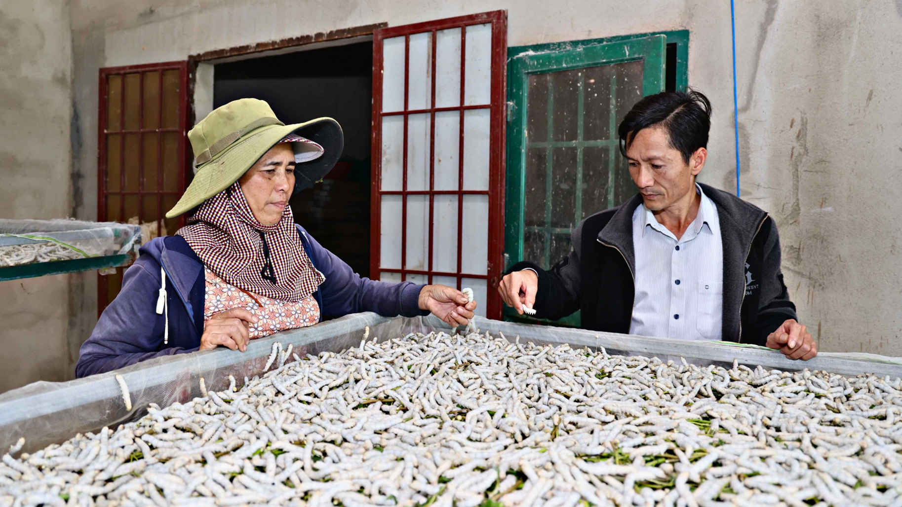 Tằm không kéo kén - Nhận định nguyên nhân và khuyến cáo từ cơ quan chức năng