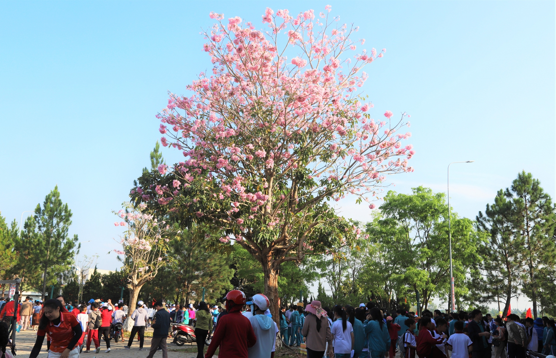 Miên man mùa hồng phấn B’Lao