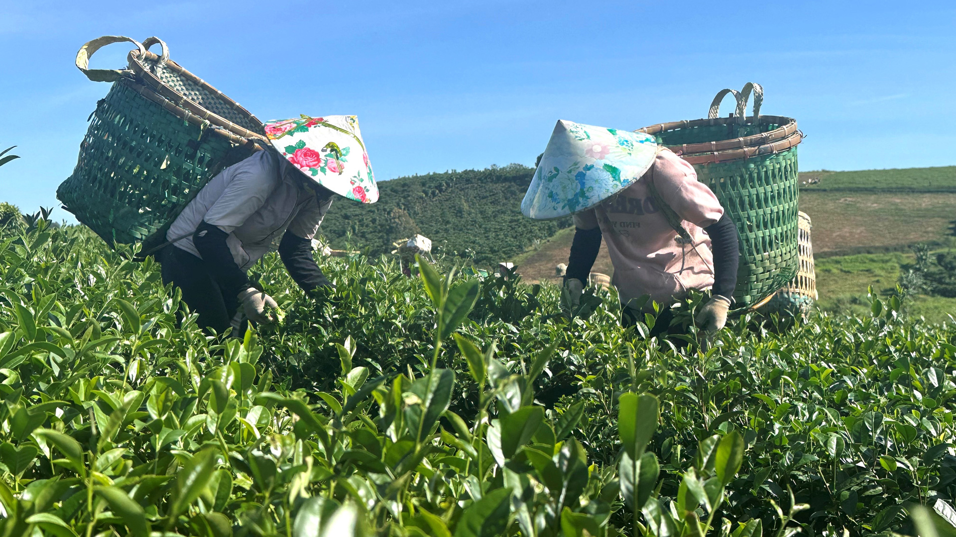 Chuyển đổi sản xuất chè thông thường sang sản xuất hữu cơ