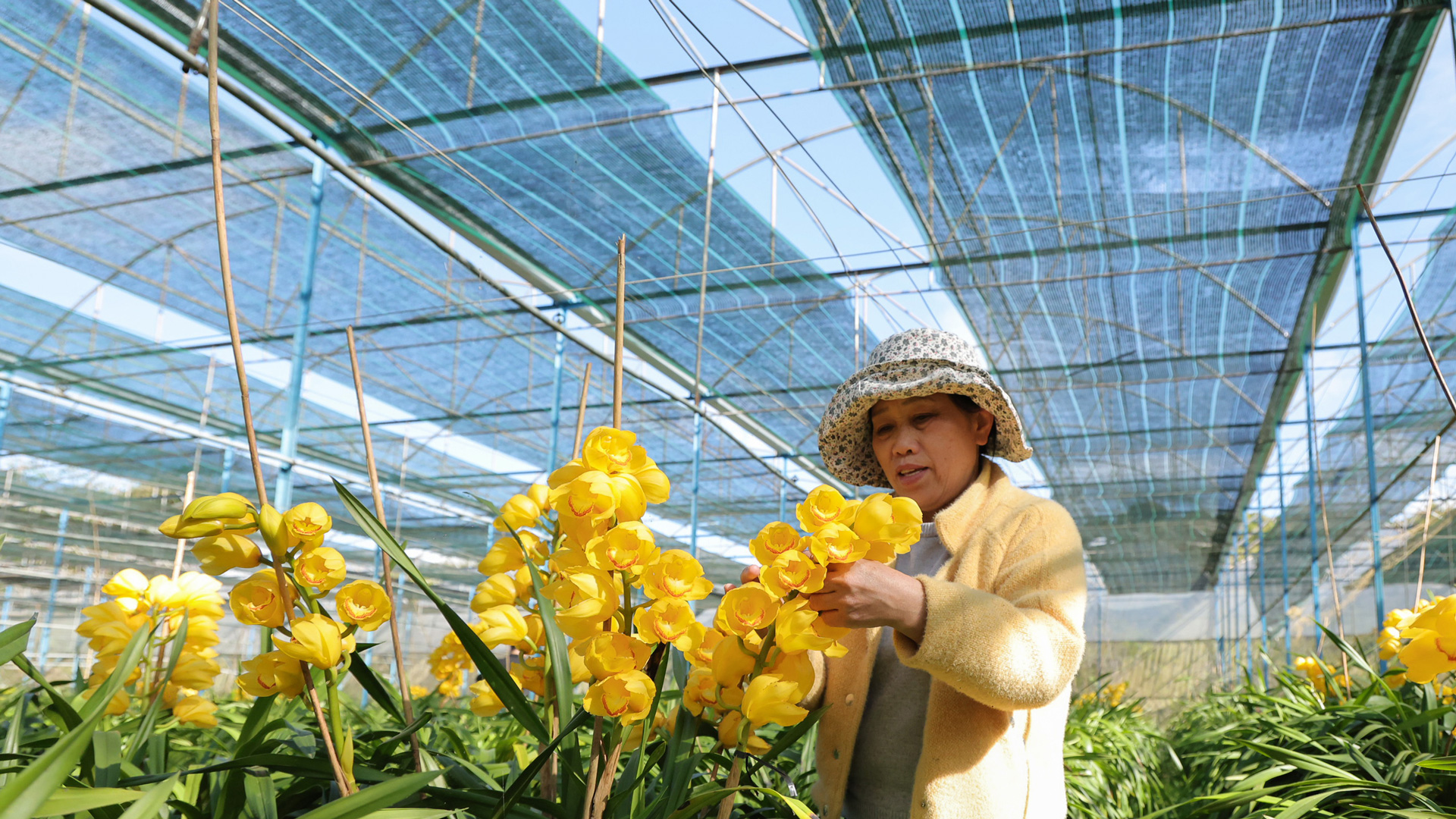 Vườn lan Hoàng Hậu bạc tỷ ở thôn anh hùng Xuân Sơn