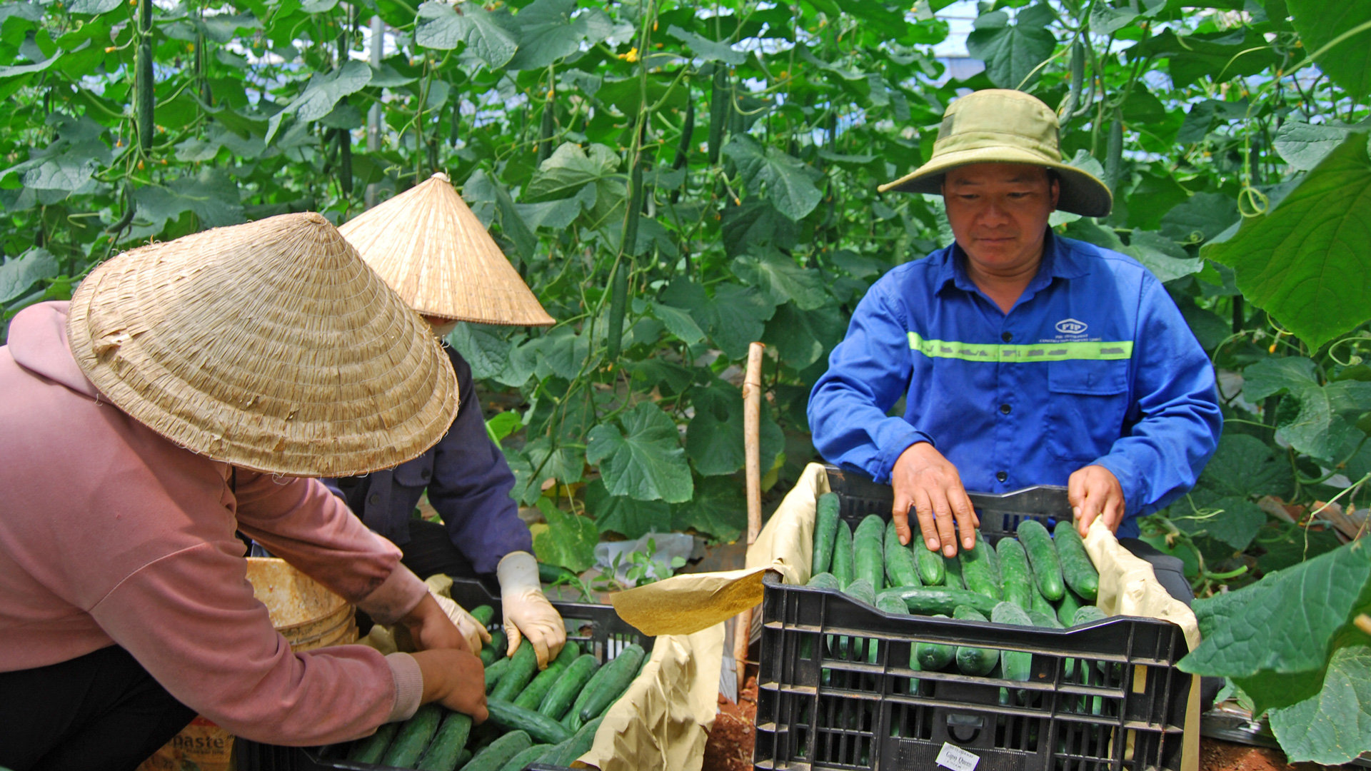 Farm Hạnh Phúc ổn định lợi nhuận trên đất rau