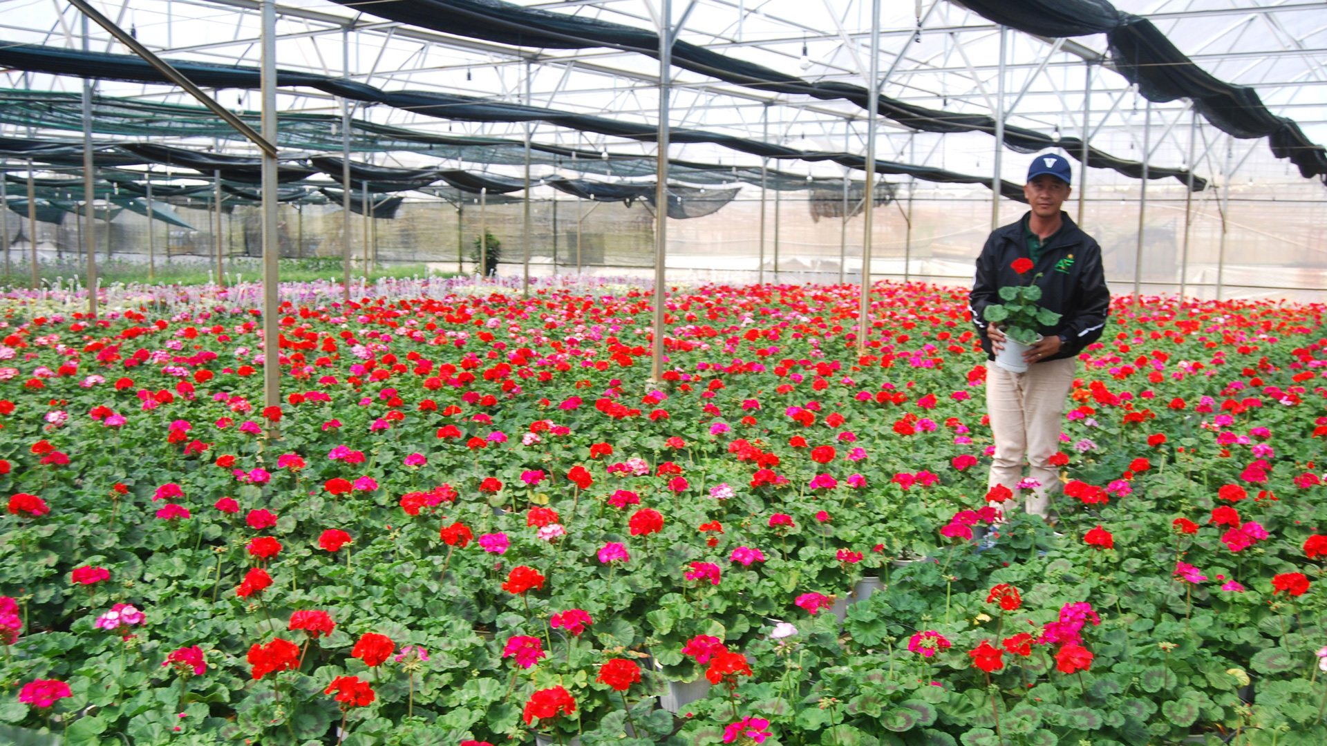 Giải pháp hoa chậu thương phẩm ở Alpha Farm