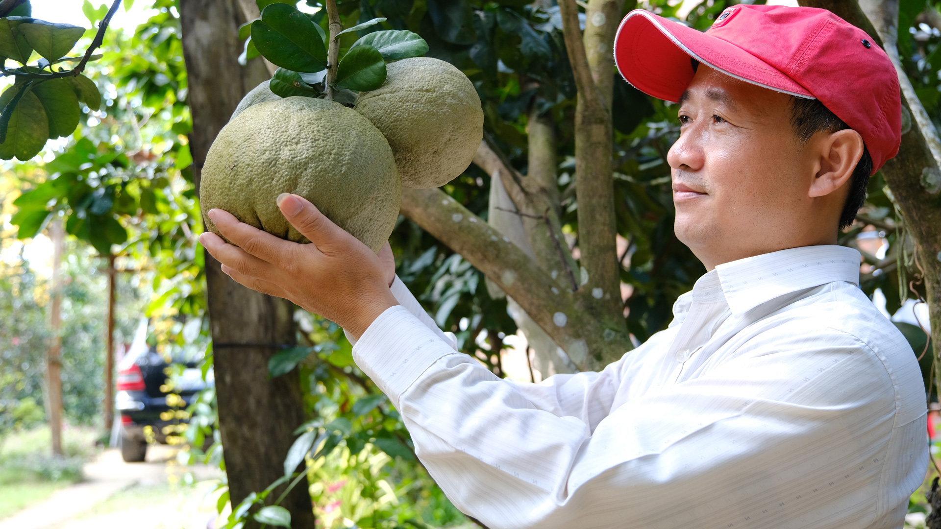 Triển vọng từ mô hình trồng bưởi lấy tinh dầu