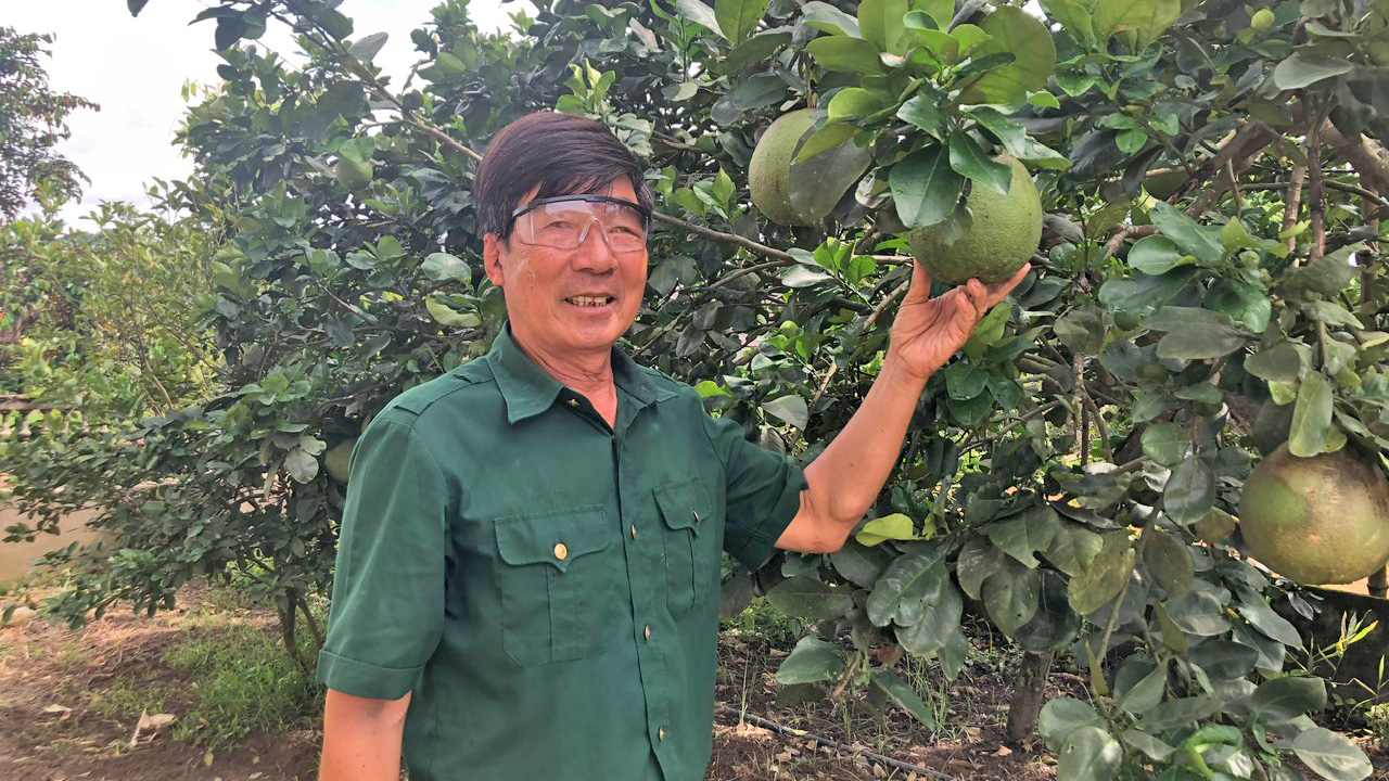 Tiên phong trồng điều trên đất dốc