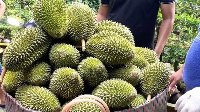 Để sầu riêng không thành "sầu chung"