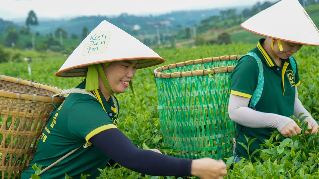 Người trẻ tìm hướng đi cho trà