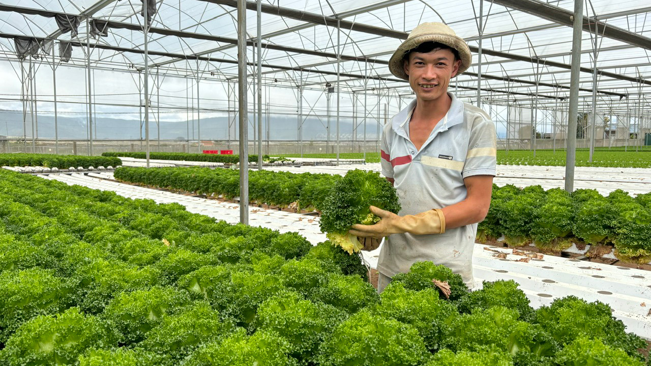Xây dựng OCOP 3 sao cho xà lách Thủy tinh