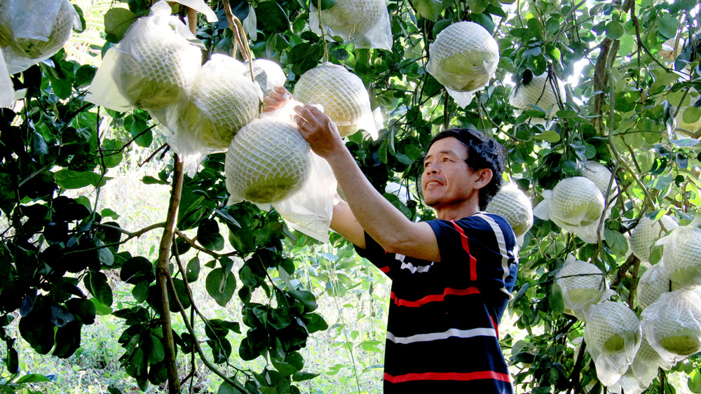 Quả ngọt