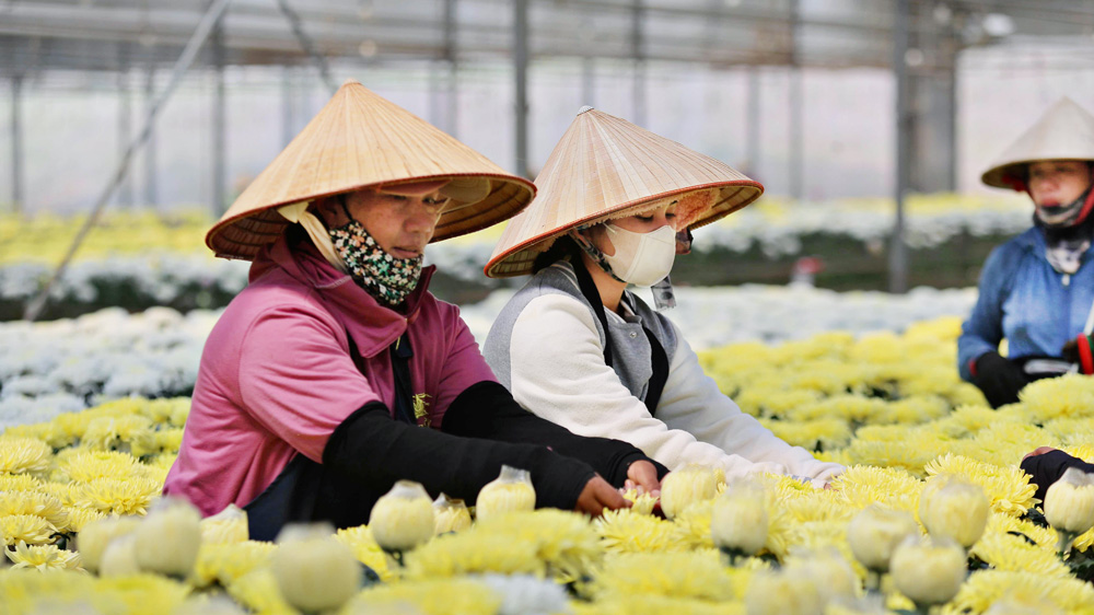 Lâm Đồng hướng đến nền nông nghiệp xanh, hiện đại
