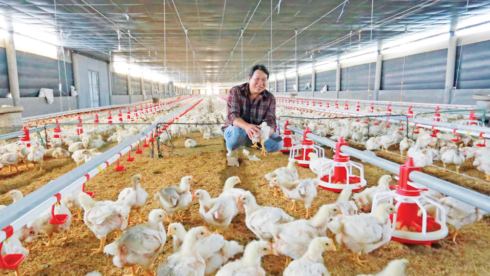 Thúc đẩy phát triển ngành chăn nuôi theo chuỗi giá trị