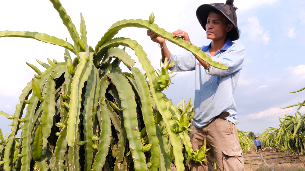 Cấp mã số vùng trồng cho cây thanh long ở Lâm Hà