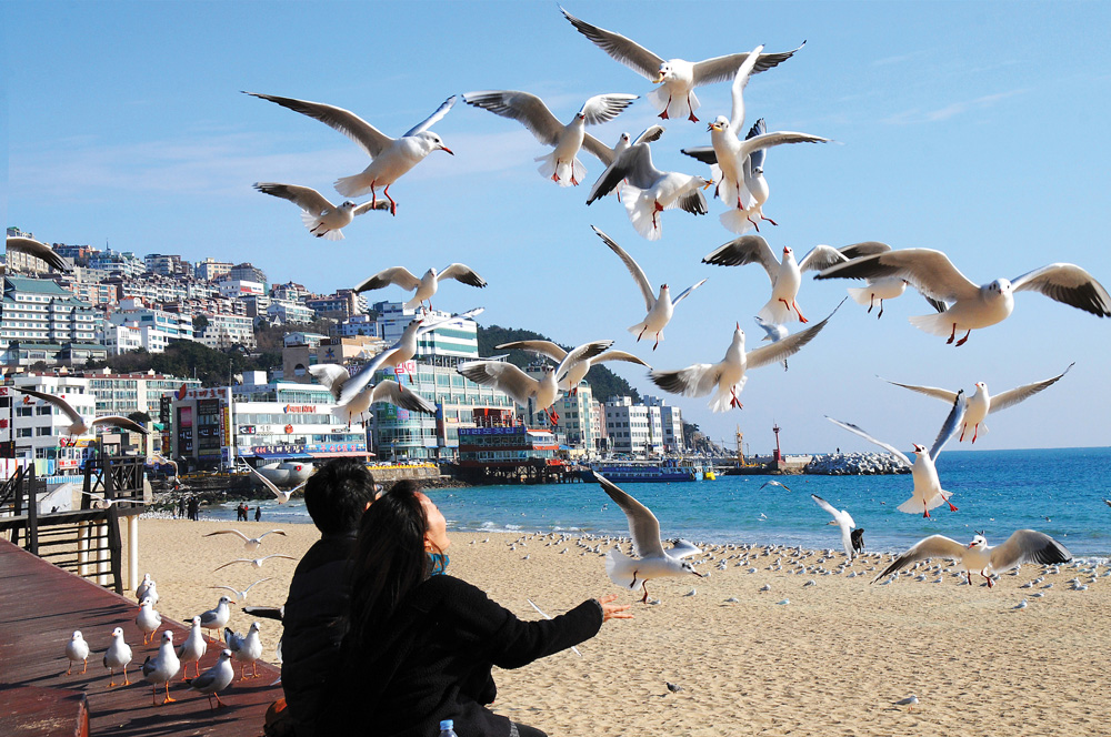 Lần đầu tiên bay thẳng Đà Lạt - Busan chỉ từ 0 đồng