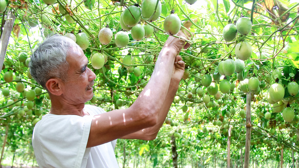 Lão nông làm giàu từ cây chanh dây