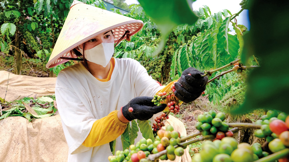 Tạo sinh kế bền vững trong vùng đồng bào DTTS ở Đam Rông