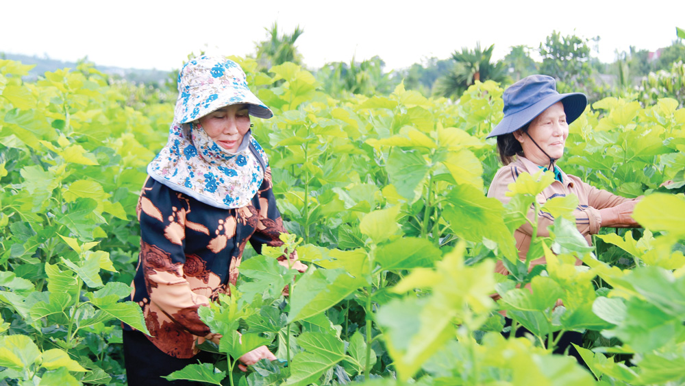 Phụ nữ Tân Hà khấm khá nhờ cây dâu, con tằm