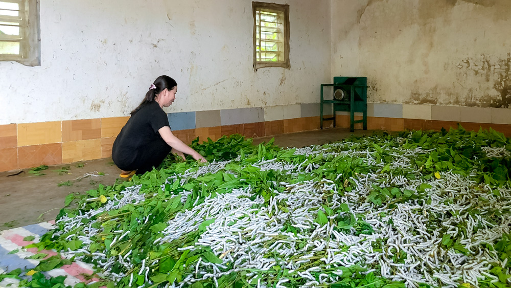 Cách nuôi tằm khá lạ ở thôn nhỏ Yên Thành