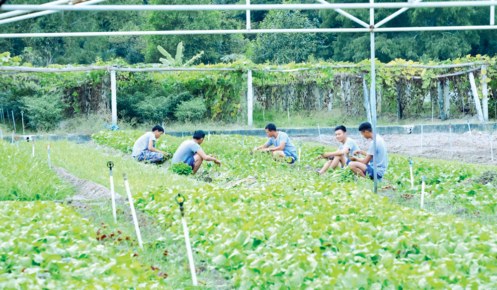 Nông trang xanh ở Trung đoàn tàu ngầm 196