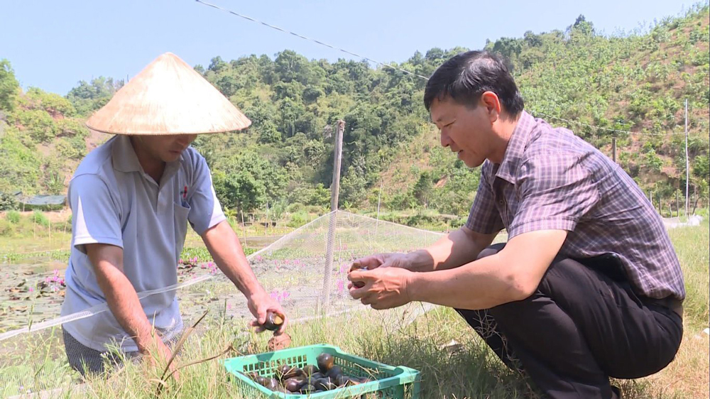 Mở rộng mô hình ốc bươu đen trong ao đất