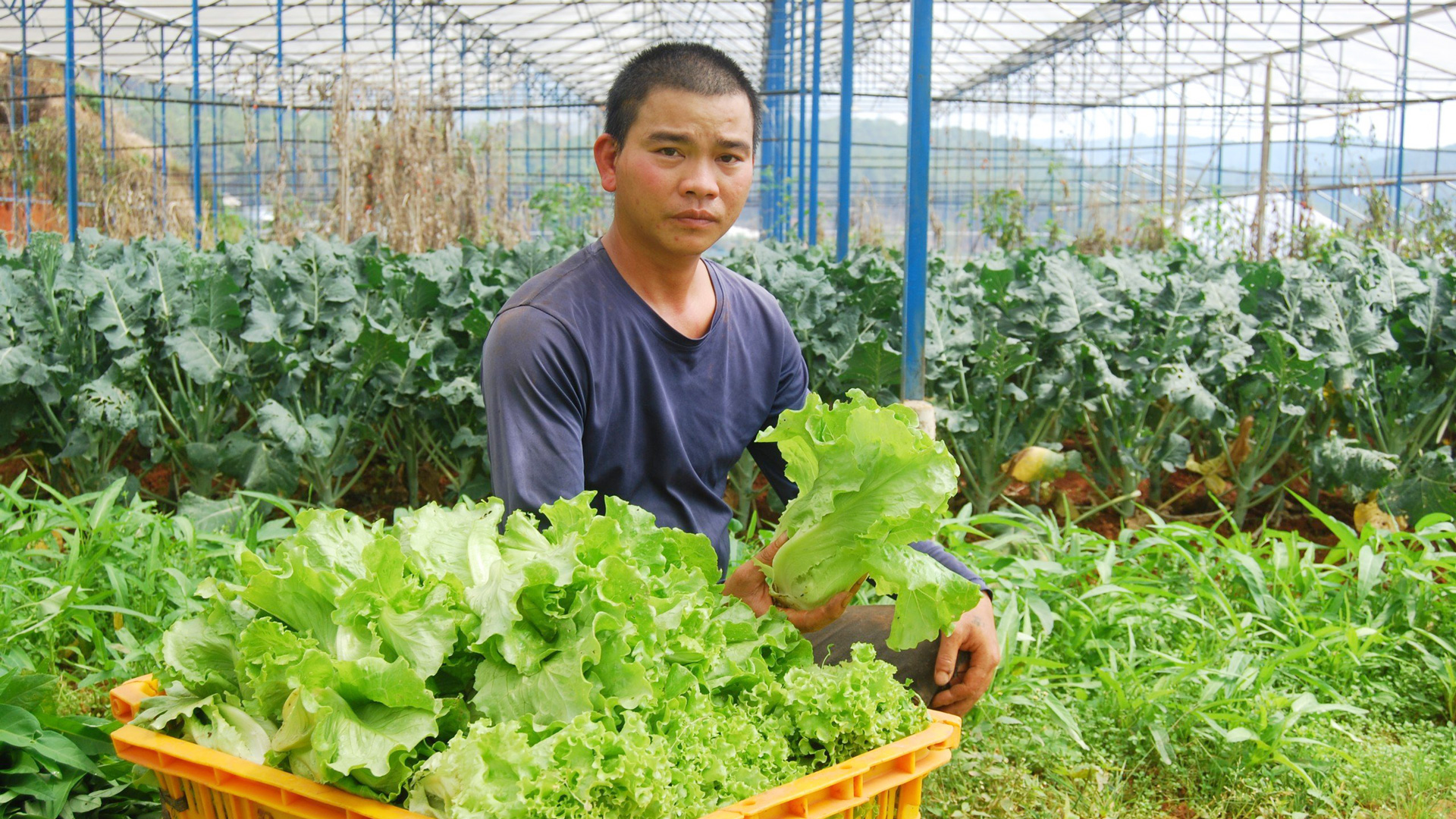 Liên kết chuỗi sản xuất hữu cơ