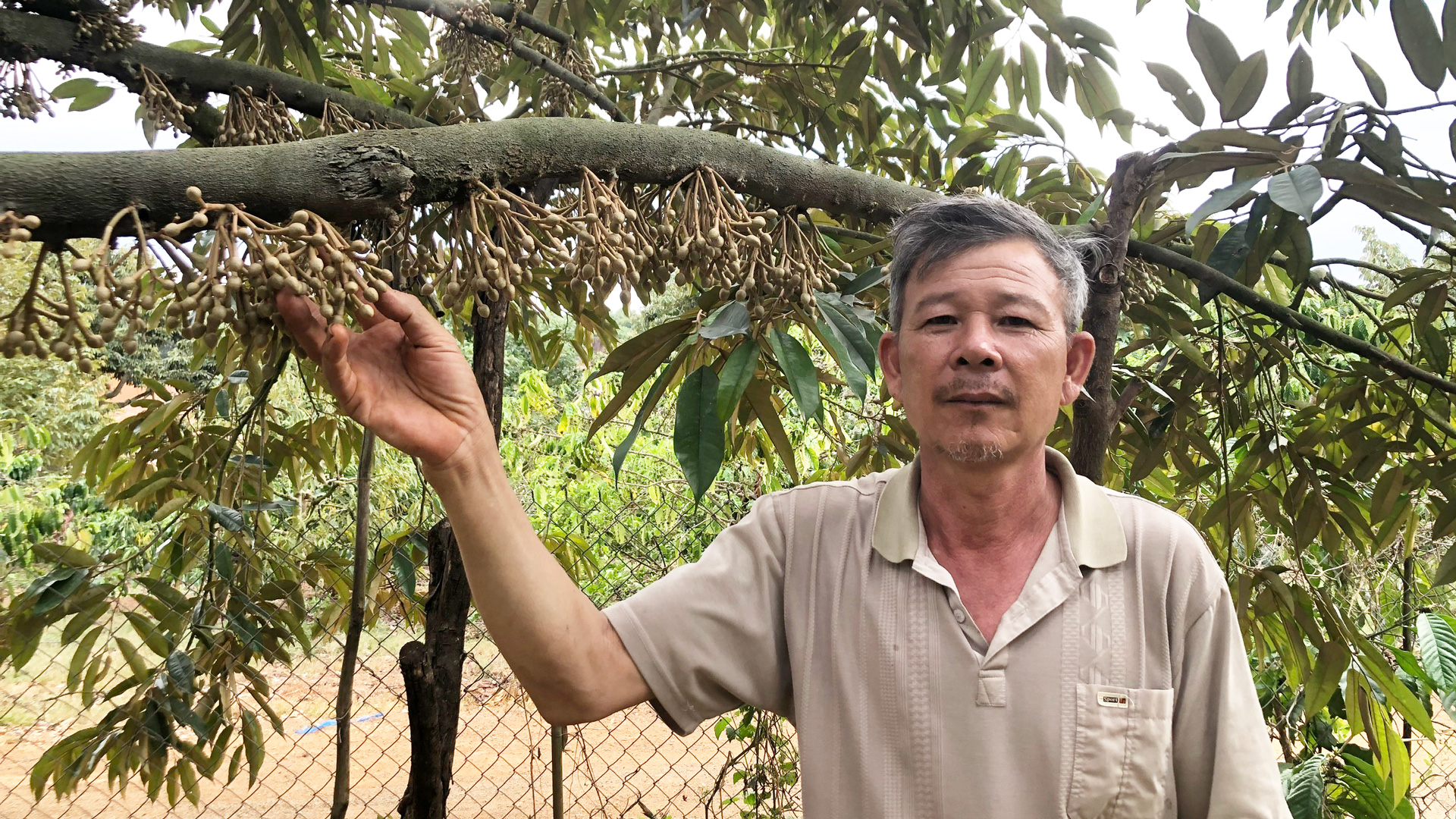 Vườn sầu riêng cổ thụ giữa đất mới