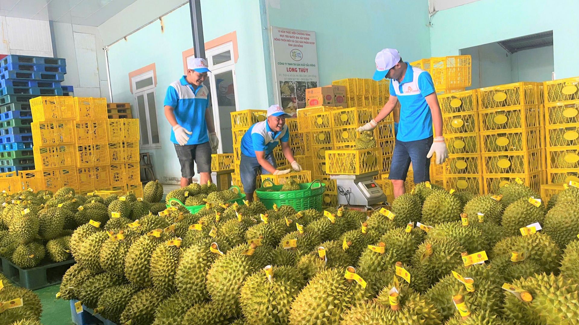 Bộ Nông nghiệp và Môi trường hỗ trợ Lâm Đồng kiểm soát chất lượng sầu riêng xuất khẩu