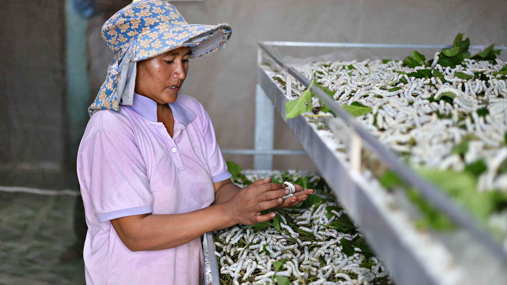 Đam Rông từng bước phát triển bền vững ngành dâu tằm