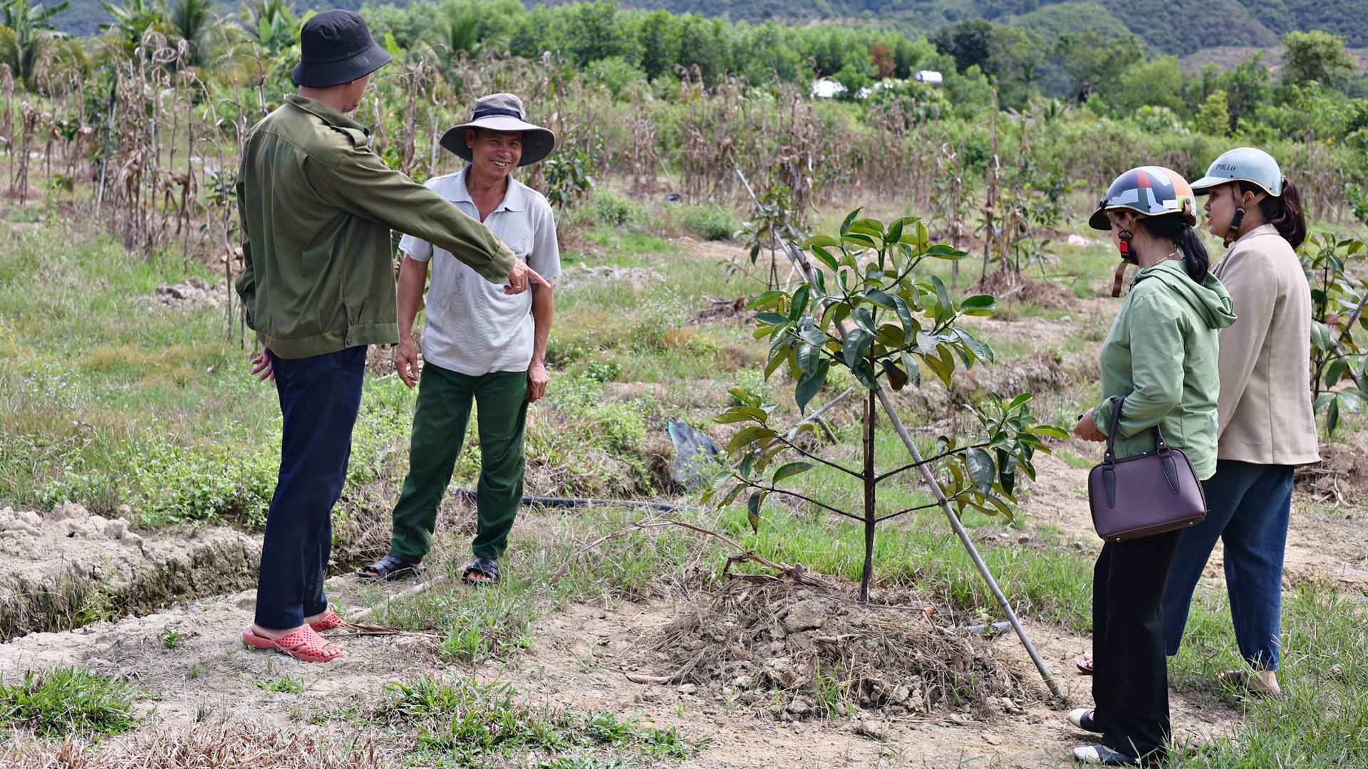 Đạ Huoai chuyển đổi cơ cấu cây trồng hiệu quả cao