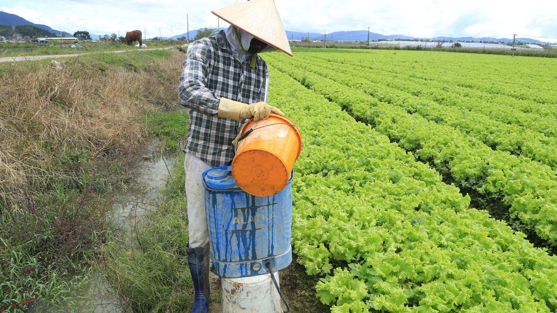 Thu gom, xử lý bao bì thuốc bảo vệ thực vật còn nhiều hạn chế