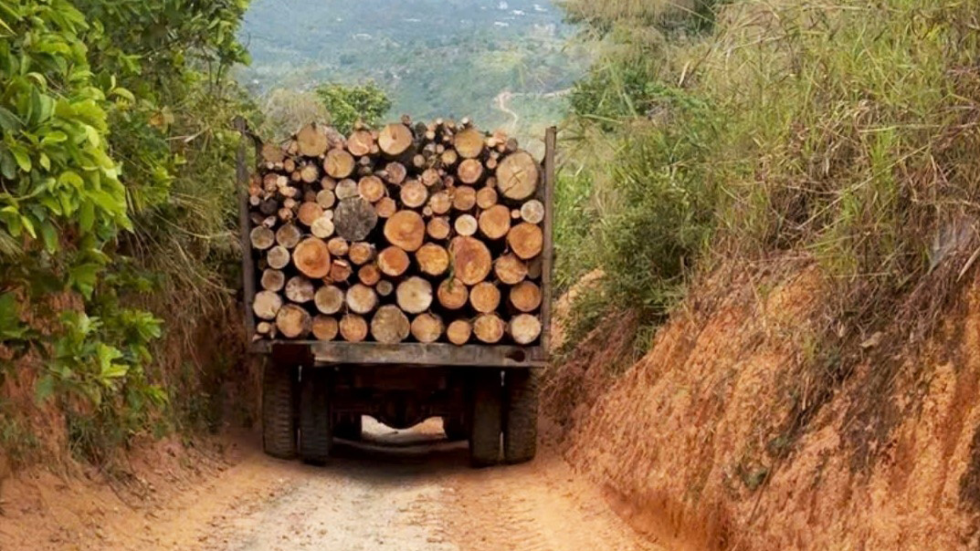 Vận chuyển gỗ làm hư hỏng đường bê tông dân sinh