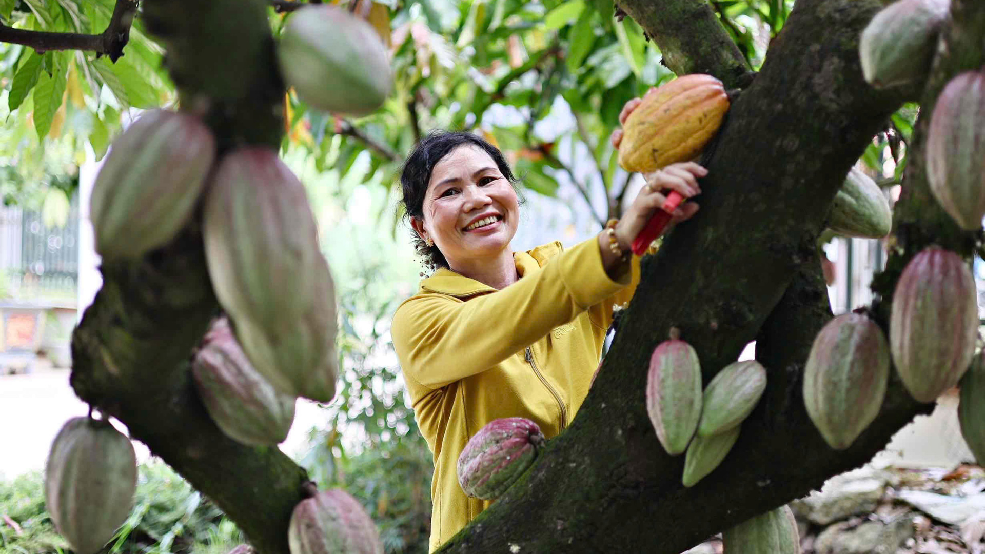 Thu nhập ổn định nhờ trồng ca cao