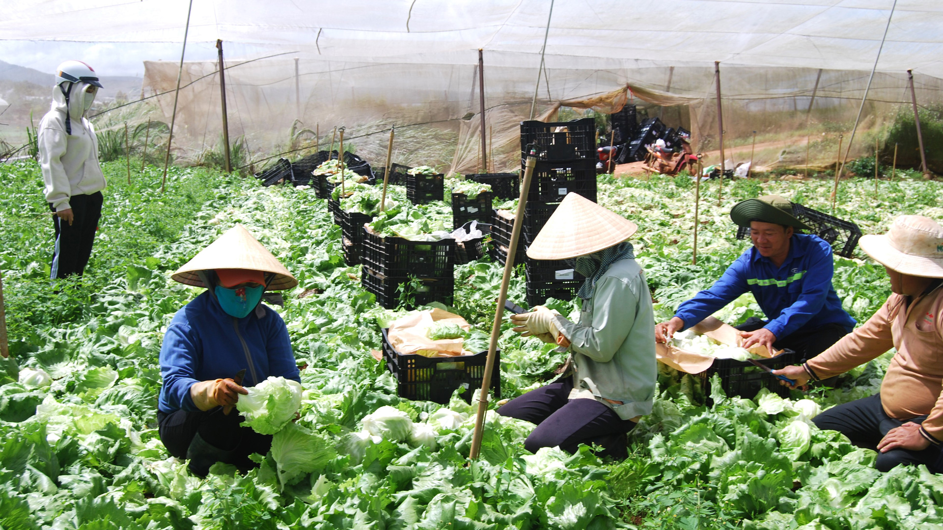 Huy động nguồn lực đầu tư phát triển nông nghiệp