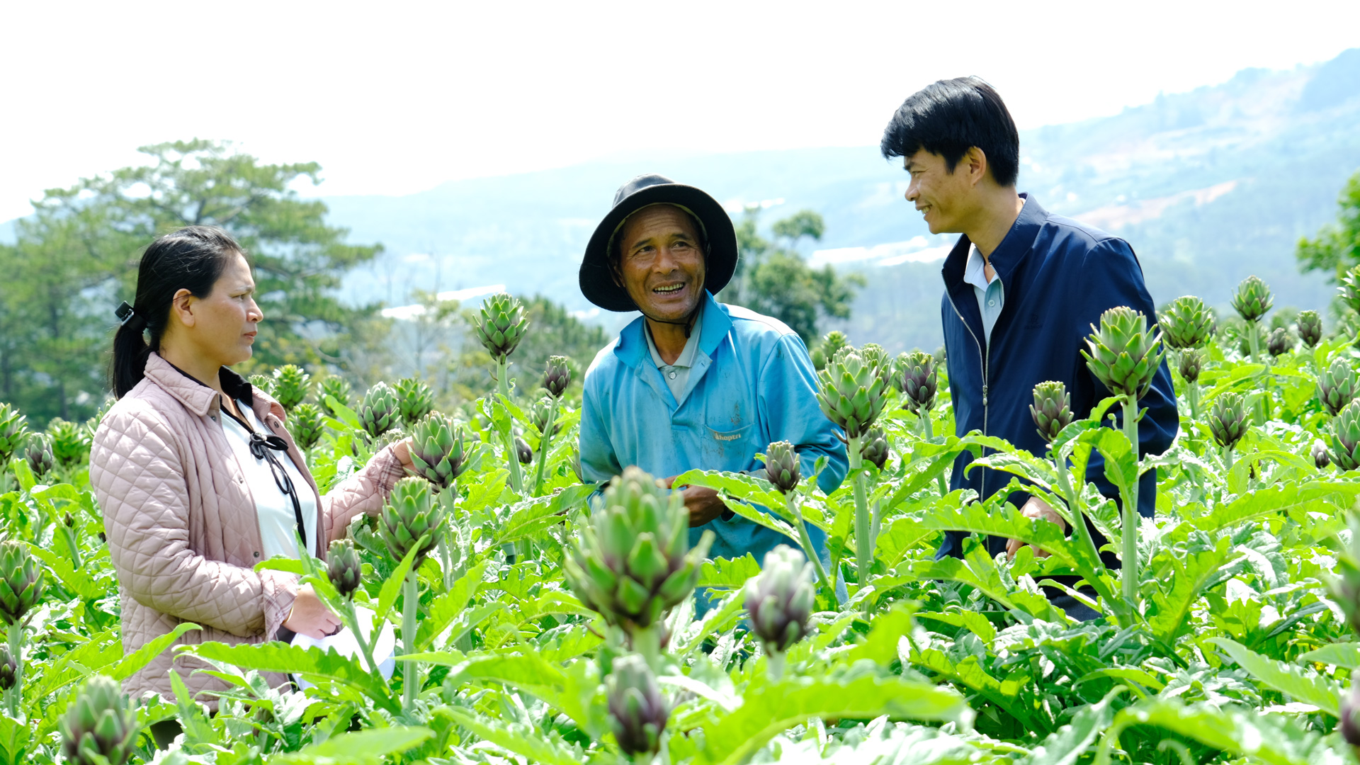 Hiệu quả từ Mô hình Liên kết trồng atiso