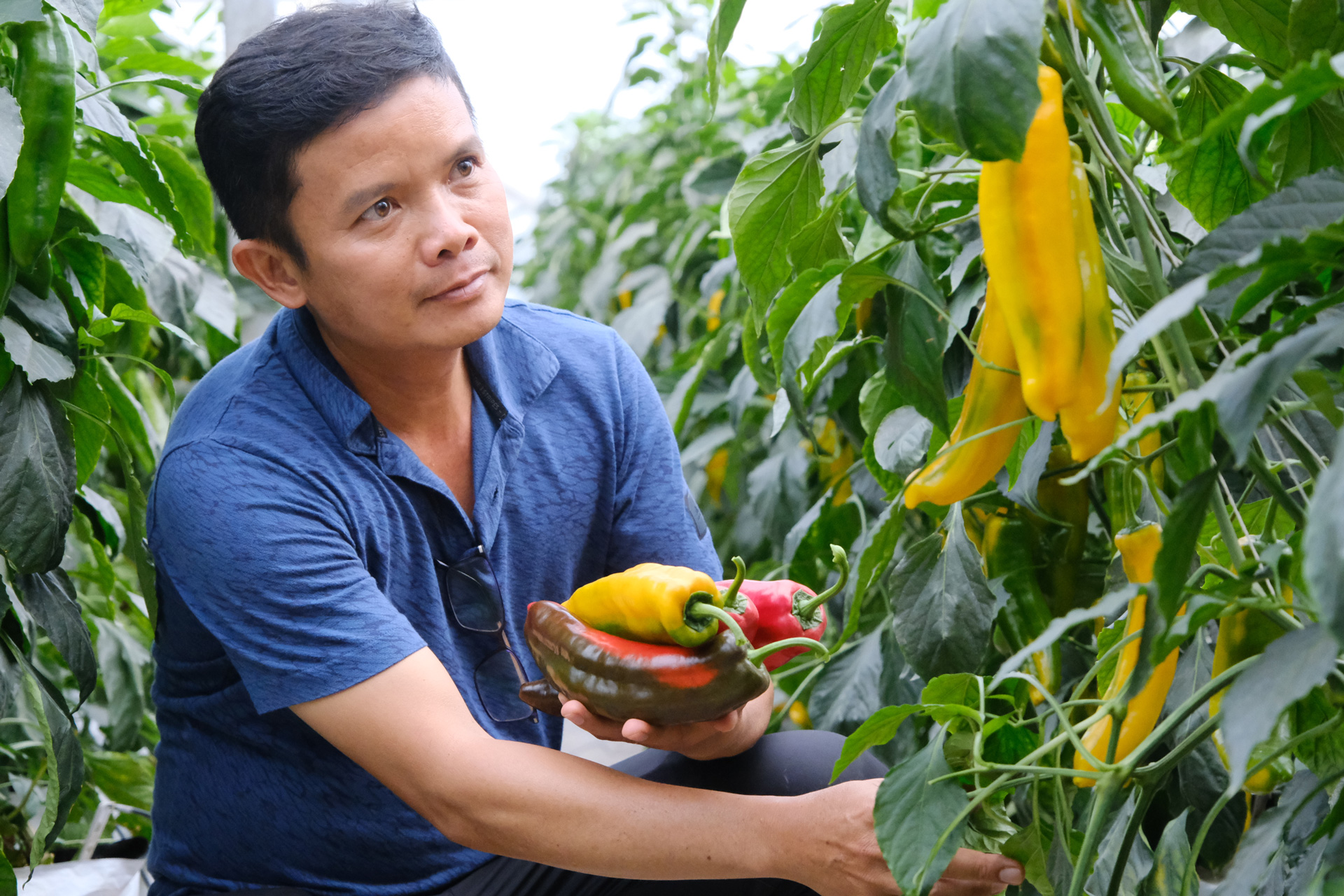 Lạc Dương: Thúc đẩy sản xuất nông nghiệp ứng dụng công nghệ cao