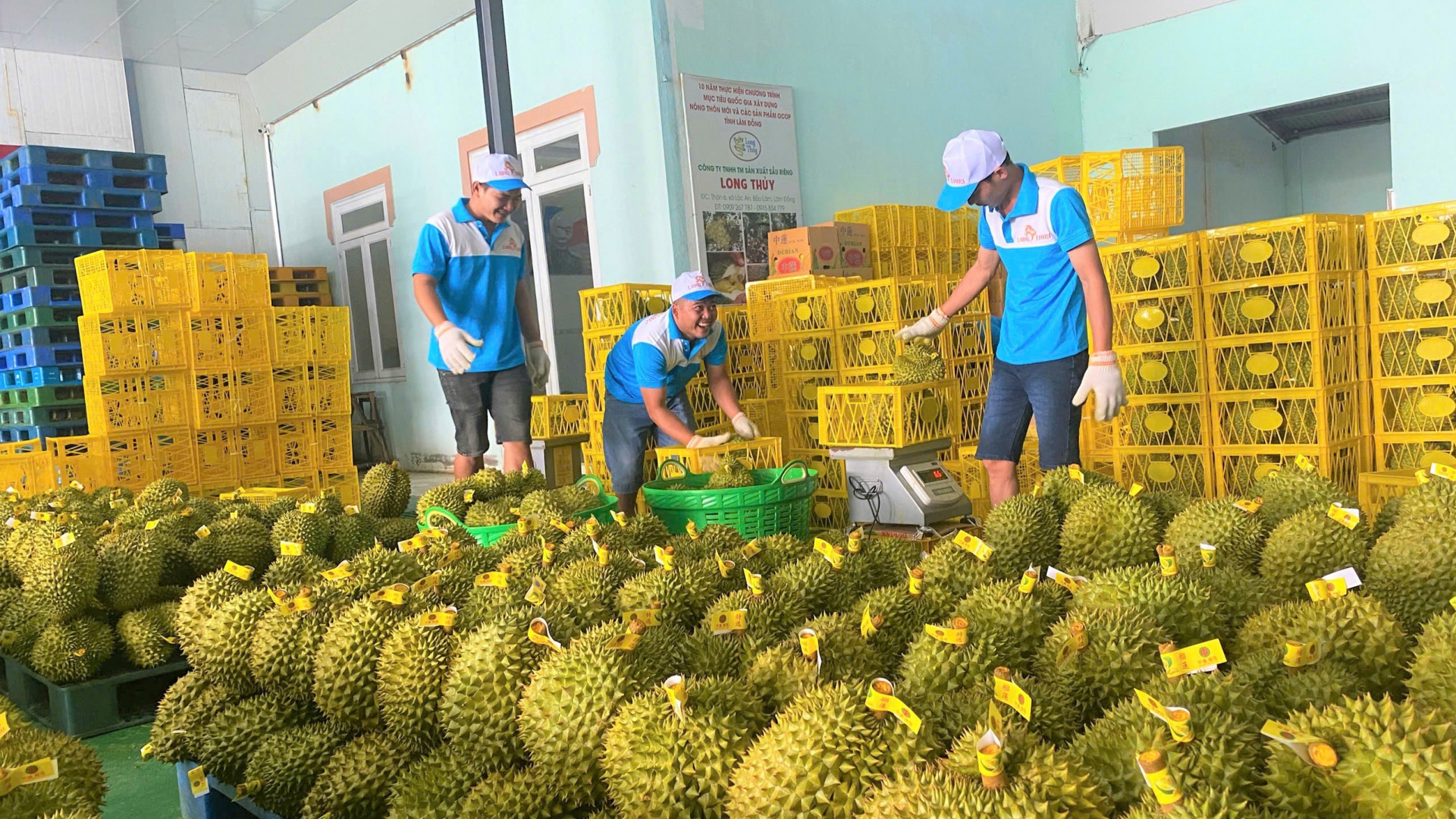 Bàn giải pháp tăng cường quản lý chất lượng sản phẩm sầu riêng phục vụ xuất khẩu