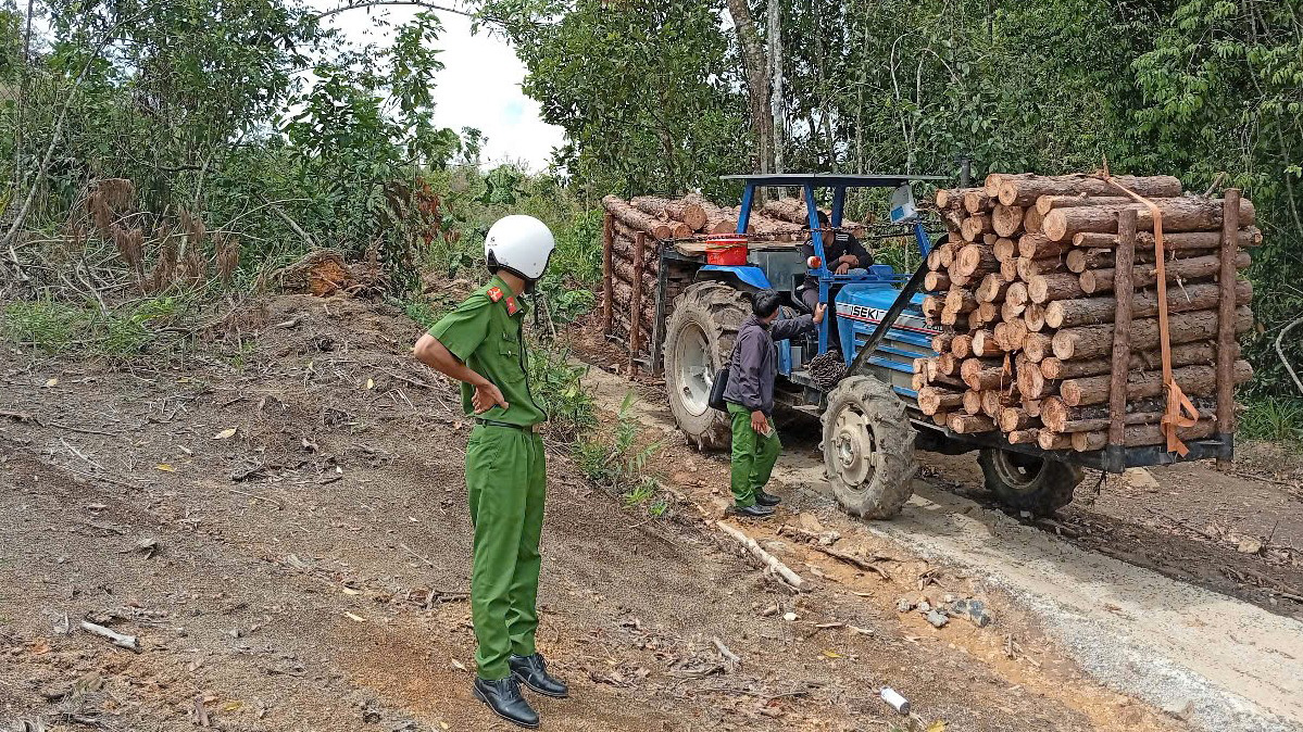 Yêu cầu tạm dừng khai thác, vận chuyển gỗ làm hư hỏng đường dân sinh