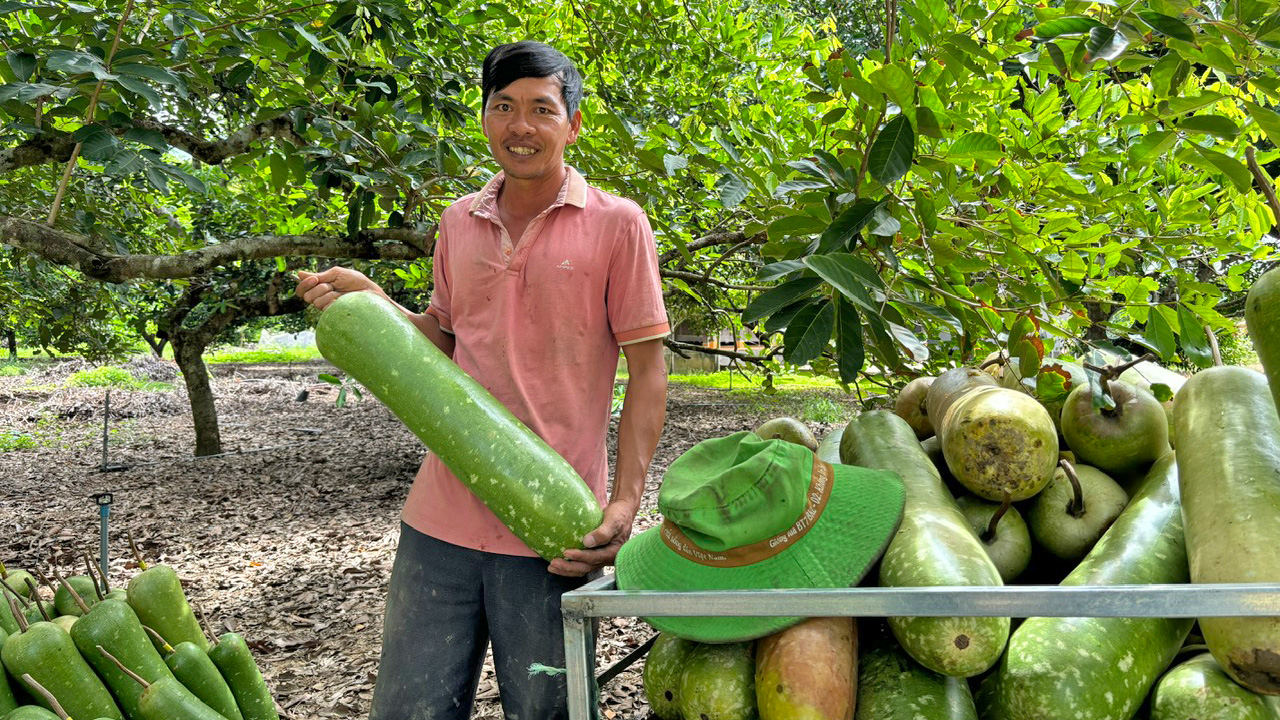 Nông dân trồng bầu Sao lấy hạt