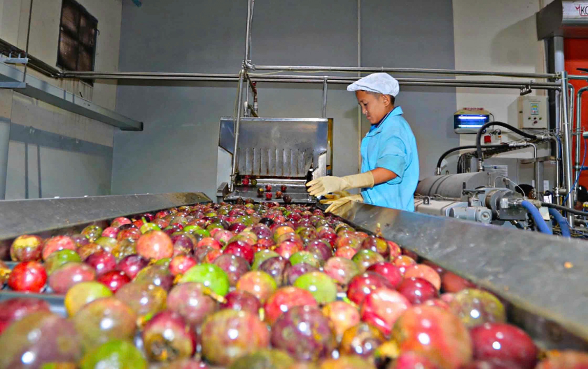 Lâm Đồng: Cơ hội xuất khẩu chanh dây chính ngạch sang thị trường Trung Quốc