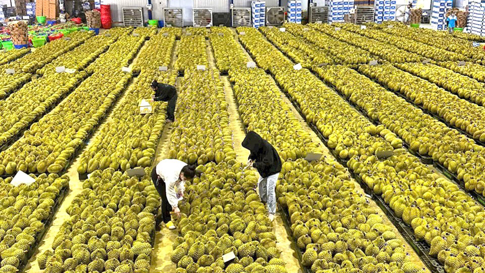 Tăng cường quản lý chất lượng sầu riêng xuất khẩu
