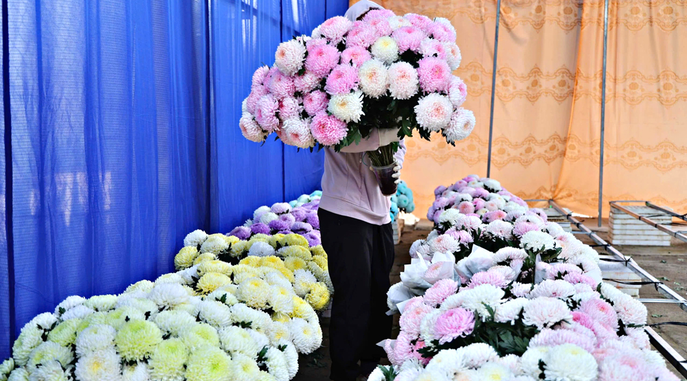 Sắc màu cúc mẫu đơn Đạ K’Nàng