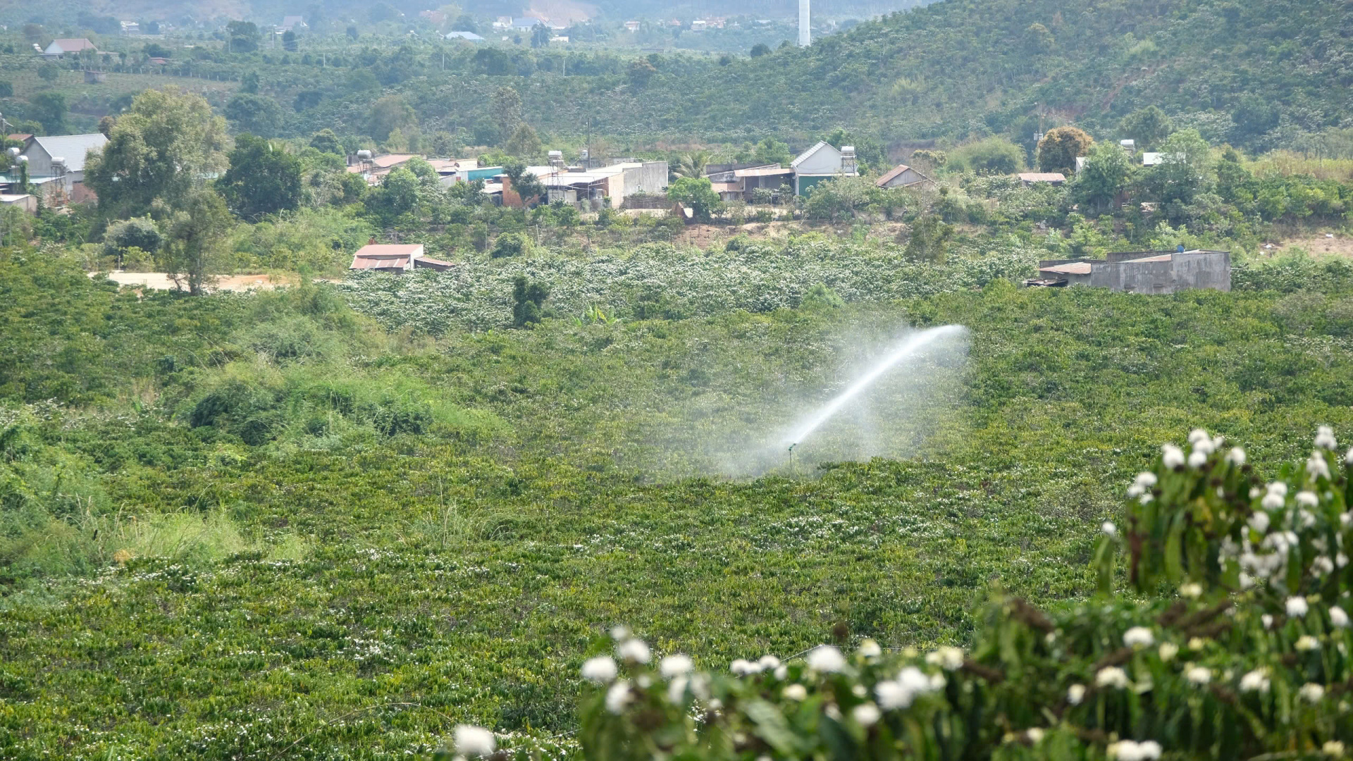 Lâm Hà chủ động phòng chống hạn cho cây trồng mùa khô