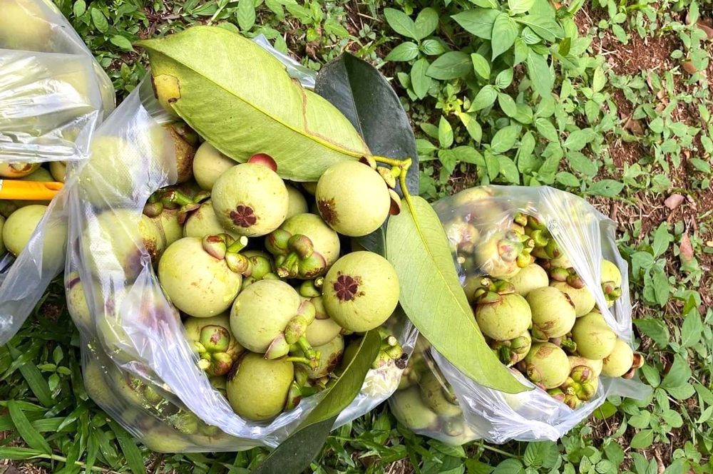 Đạ Huoai: Khuyến cáo người dân không hái bán măng cụt xanh
