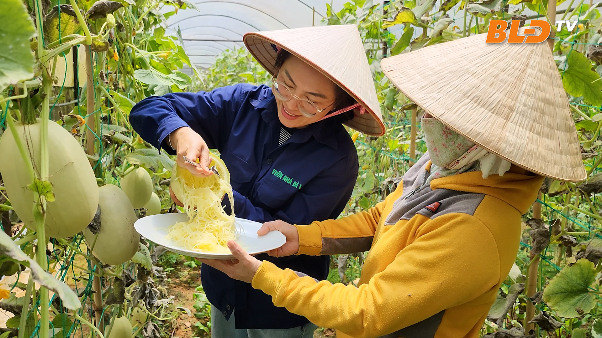 Bí "sợi mì" - mô hình mang lại hiệu quả kinh tế cao