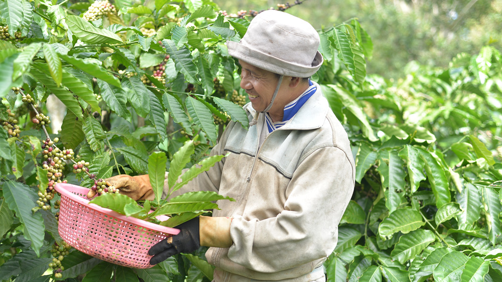 Nông dân Di Linh chủ động nâng cao chất lượng cây cà phê