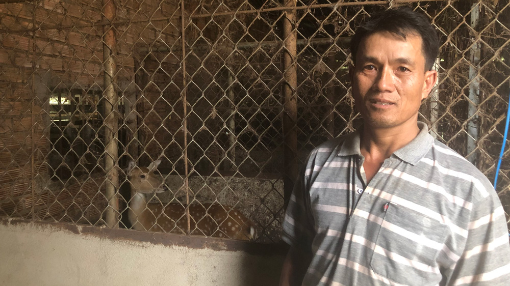 Nuôi hươu lấy nhung theo hợp đồng