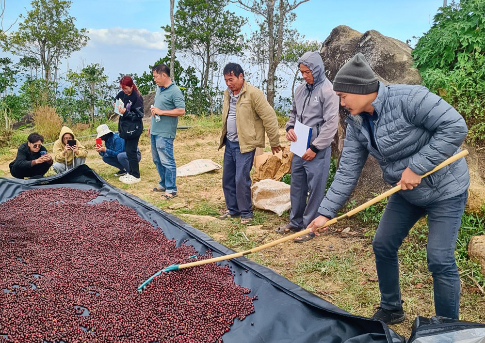 Giá cà phê tăng mạnh