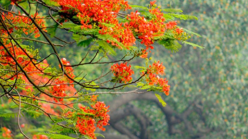 Hạ về qua ngõ