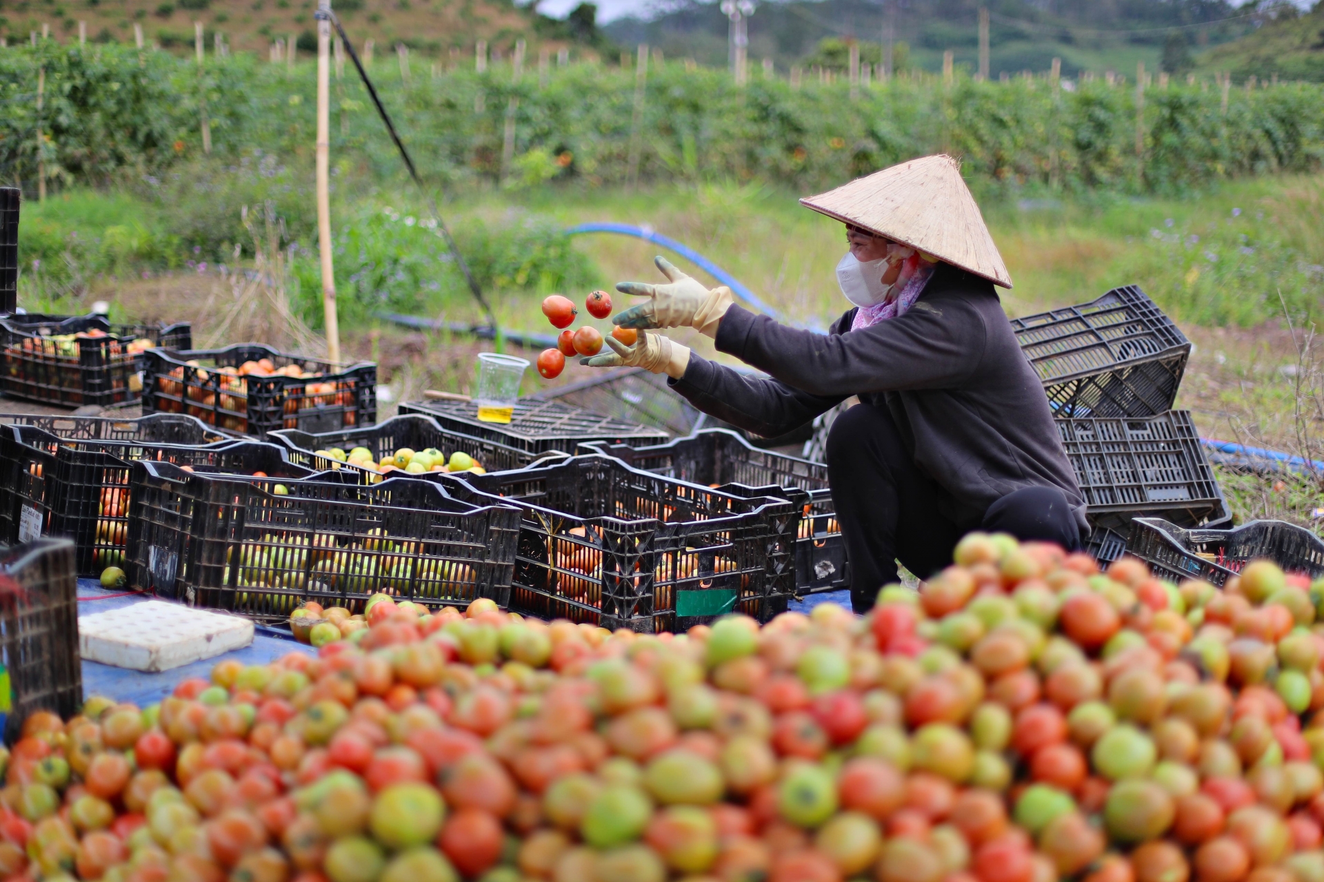 Nhiều loại rau, củ, quả tăng giá mạnh trong tháng 5