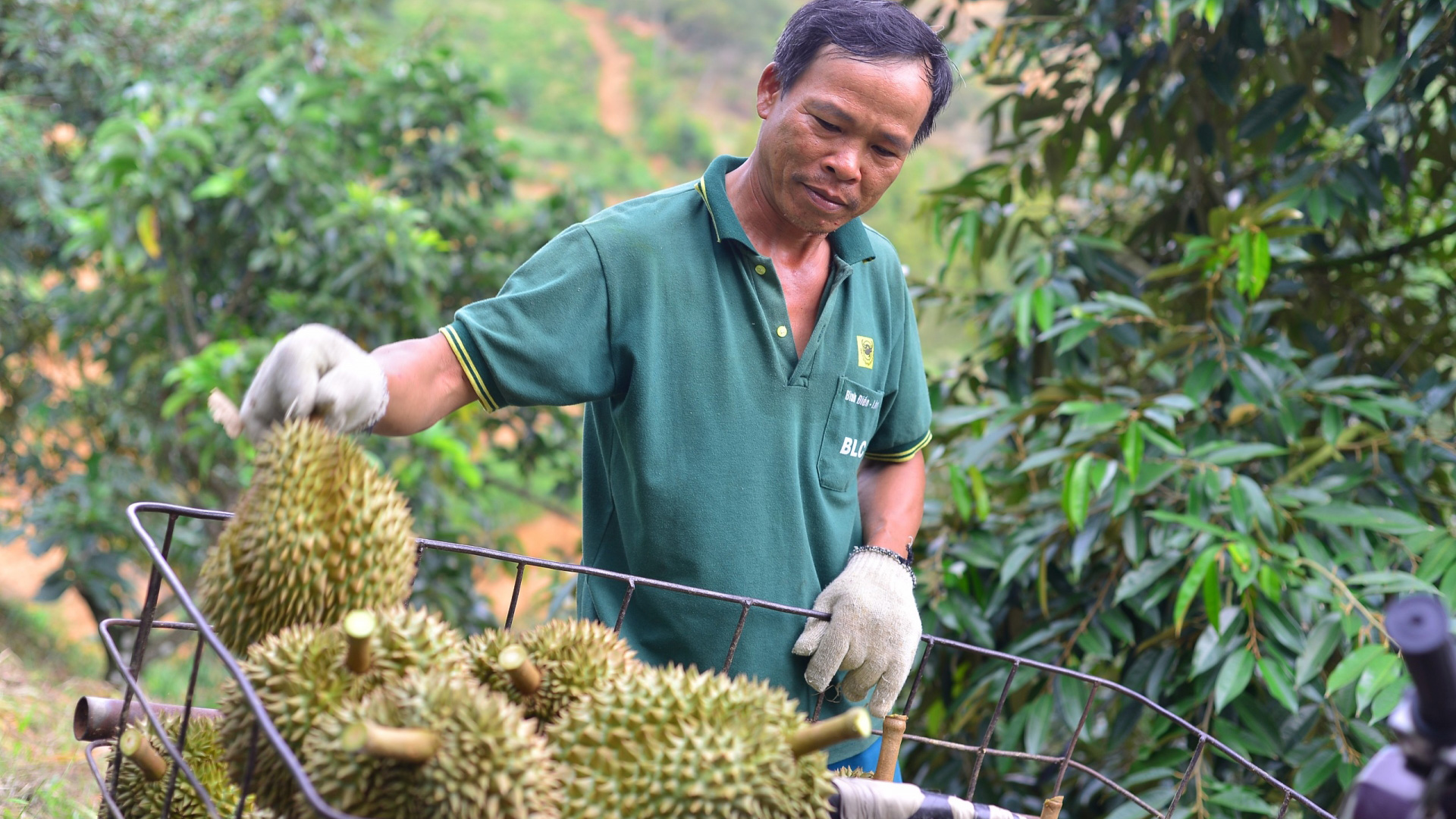 Đạ Huoai: Tăng cường quản lý hoạt động mua bán sầu riêng