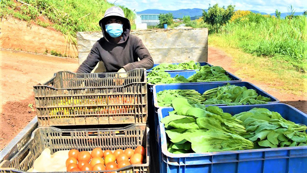 Nông nghiệp tuần hoàn - còn dồi dào tiềm năng (Bài 2)