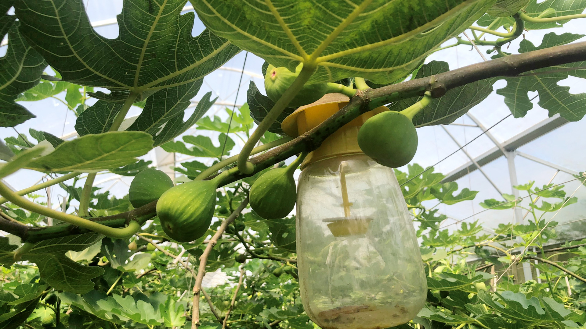 Làm nhà kính trồng cây sung ngọt